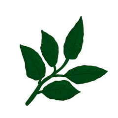 Lemon leaf. Citrus leaves vector illustration