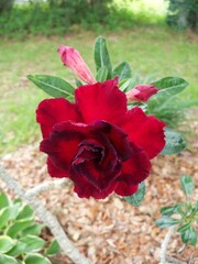 Red Double Desert Rose flower