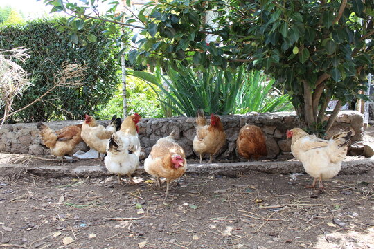 Gallinas grupo