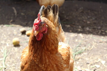 Gallina fotogénica