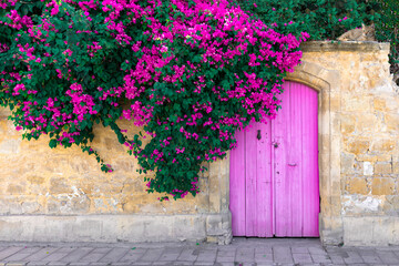Pink bougainvillea flowers, old wooden door and resting cat on stone wall in Cyprus