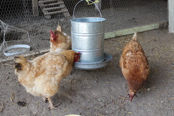 Gallinas comiendo