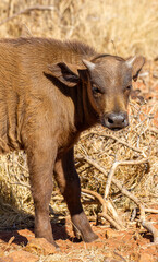 Cape or African buffalo calf on a game farm in South Africa