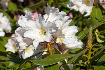 Rhododendron Hybrid Dufthecke, Rhododendron hybrid