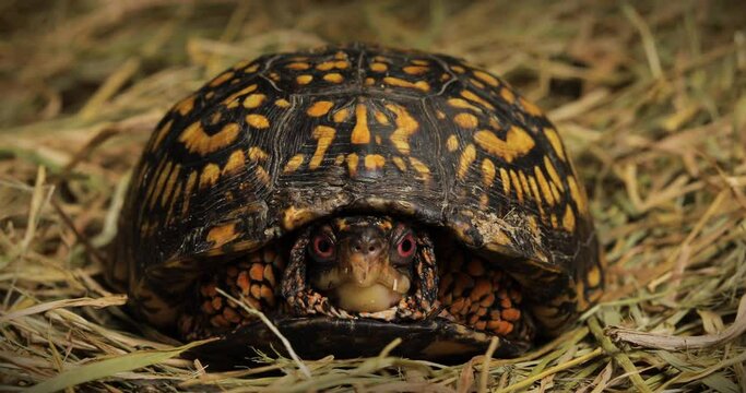 Eastern box turtle zoom in close up