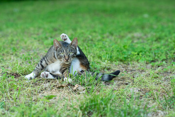 Portrait of strap street cat washes in a funny pose on the green grass in hot summer. Fluffy pet. Homeless animals on the streets of the city in search of shelter