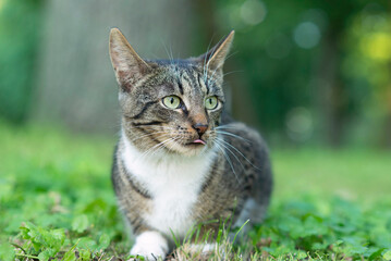 Funny portrait of young strap cute street cat stuck out his tongue. Fluffy pet. Homeless animals on the streets of the city in search of shelter
