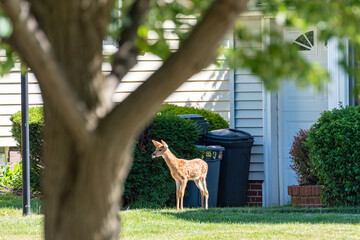 Baby deer or fawn wandering in front of suburban house