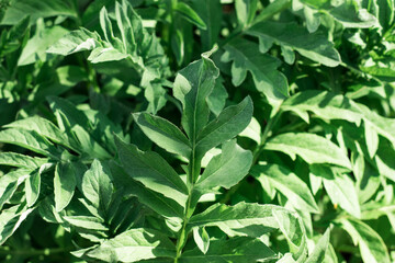Background of green leaves close up with selective focus.