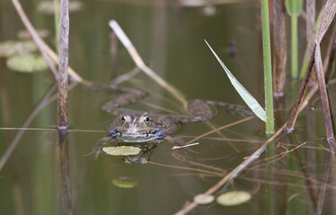 frog in water