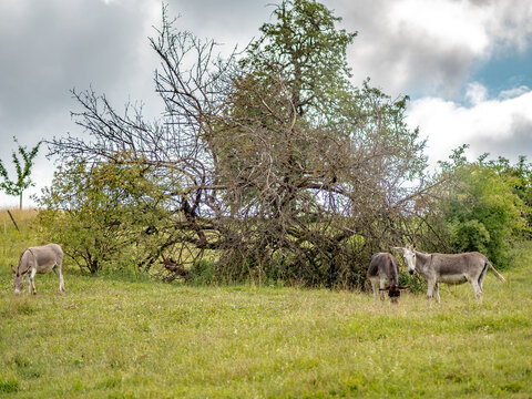 Junge Esel grasen auf der Weide