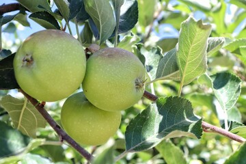 Apple tree with three green apples / malus domestica 
