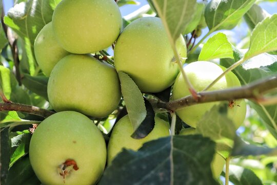 รูปภาพMagnoliopsida – เลือกดูภาพถ่ายสต็อก เวกเตอร์ และวิดีโอ11,412 ...
