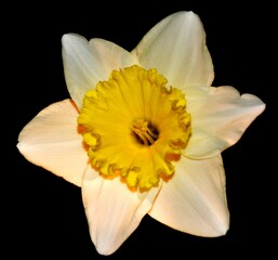 Daffodil flower on black background