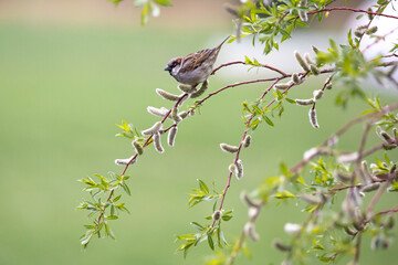 A house sparrow is sitting in the tree
