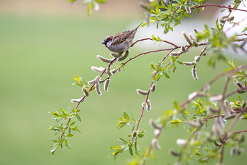 Fototapeta premium A house sparrow is sitting in the tree