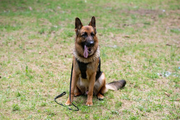 Service German Shepherd, in unloading with a muzzle, sits in a clearing, sticking out his tongue