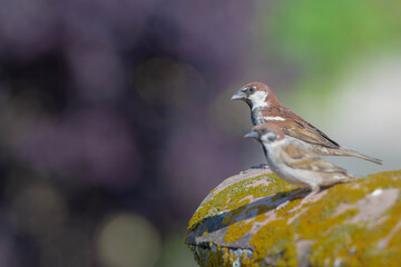 sparrow on a branch