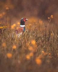 Male pheasant hiding in the tall grass. © jeferstellari