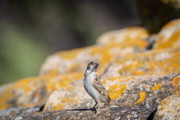 lizard on the rocks