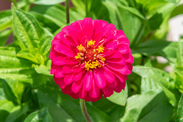 Closeup of bright pink zinnia flower blooming in sunny garden