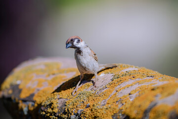 bird on a rock