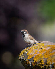 sparrow on a branch