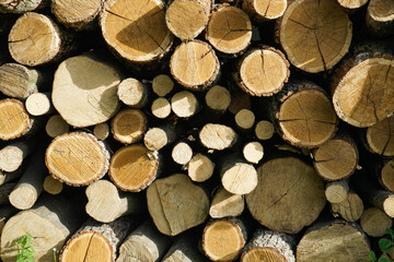 Wood logs stacked in a pile. Background of cut wooden logs.