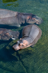 Fototapeta premium A baby hippopotamus bathing in the lake with his family, portrait 