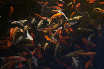 Abstract of dark water with multitude of moving koi carp fish