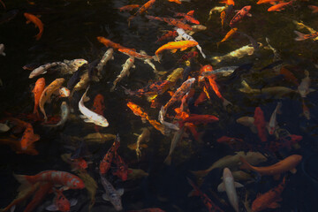 Abstract of dark water with multitude of moving koi carp fish