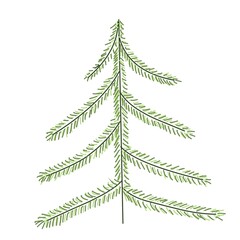 Spruce tree illustration