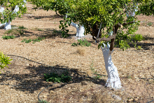 Orange tree trunks painted white to prevent fungal infections, to protect from solar radiation or to keep away insect pests.