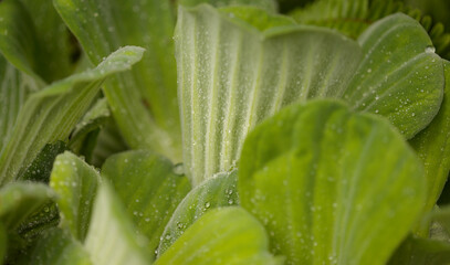 Pistia stratiotes aka water cabbage natural macro floral background