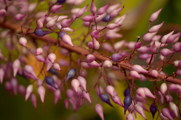 Flowering purple Aechmea spectabilis, spear bromeliad, natural macro floral background