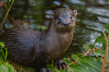 Otter portrait