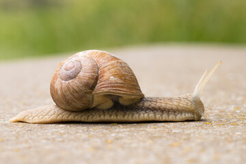 Burgundy Snail (Helix pomatia) crfawling on concrete substrate in a nature reserve