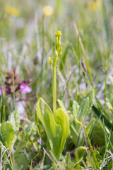 Fen Orchid (Liparis loeselii) growing in a dune valley with flower and buds