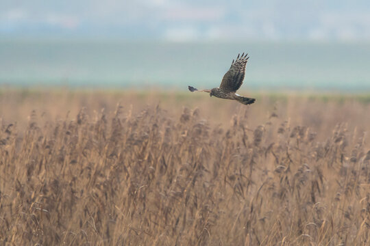 Hen Harrier (Circus cyaneus) adult female hovering above Reed