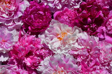Floral background of peonies of different shapes, sizes and colors. Drops of water on the petals. Natural flower texture