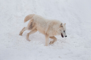 Angry polar wolf is running on a white snow. Canis lupus arctos. White wolf or alaskan tundra wolf.