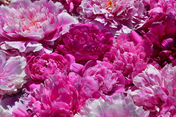 Floral background of peonies of different shapes, sizes and colors. Drops of water on the petals. Natural flower texture