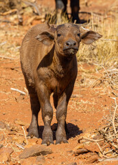 Cape or African buffalo calf on a game farm in South Africa