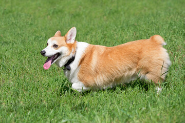 Pembroke welsh corgi puppy is standing on a green grass in the summer park. Pet animals.