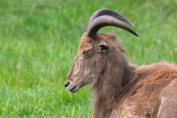 Close up of a Barbary sheep (ammotragus lervia) sitting on the grass