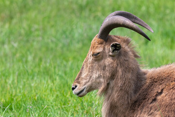 Fototapeta premium Close up of a Barbary sheep (ammotragus lervia) sitting on the grass
