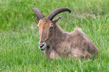Naklejka na ściany i meble Close up of a Barbary sheep (ammotragus lervia) sitting on the grass