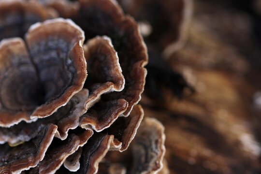 Bracket fungus close up growing on wood in garden