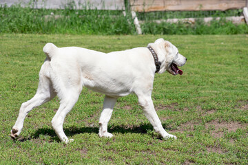 White central asian shepherd dog puppy is walking on a green grass in the summer park. Alabai or aziat. Pet animals. Purebred dog.