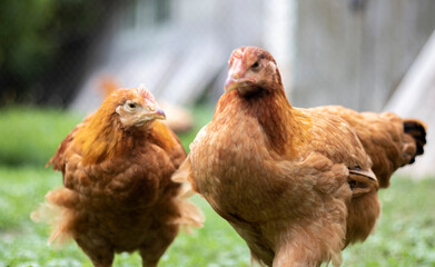 Two little red hens are in the yard looking for food to eat. Agricultural industry. Breeding...